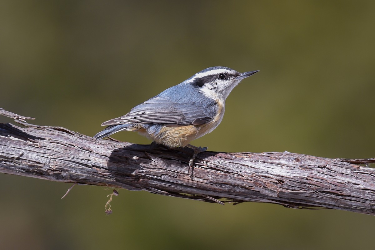 Red-breasted Nuthatch - Scott Martin