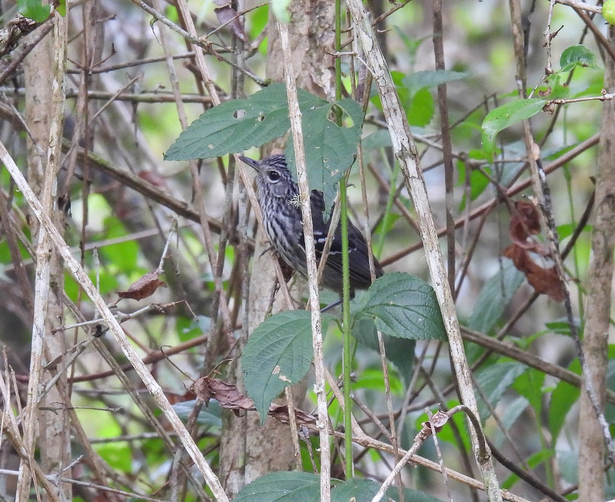 Dusky-tailed Antbird - ML511677861