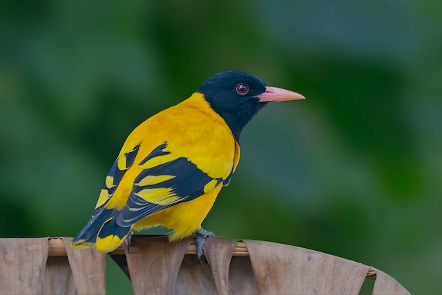 Hooded Oriole - eBird