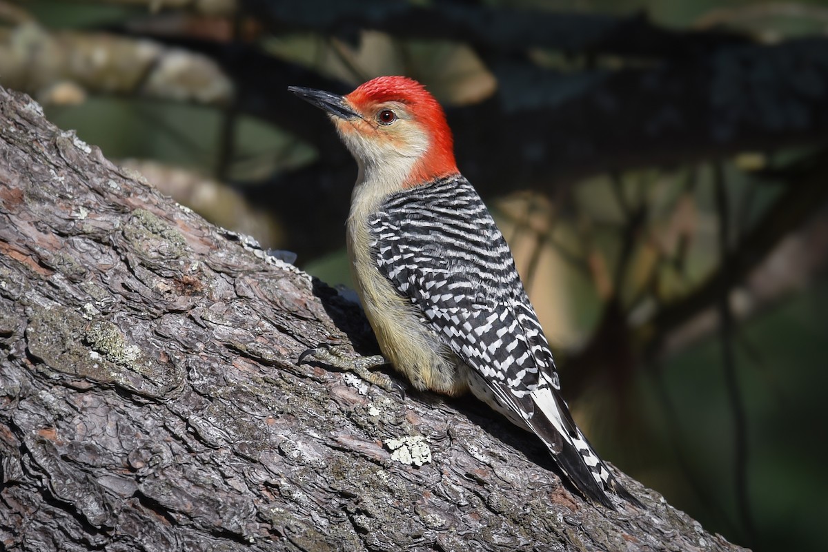 Red-bellied Woodpecker - ML51168811