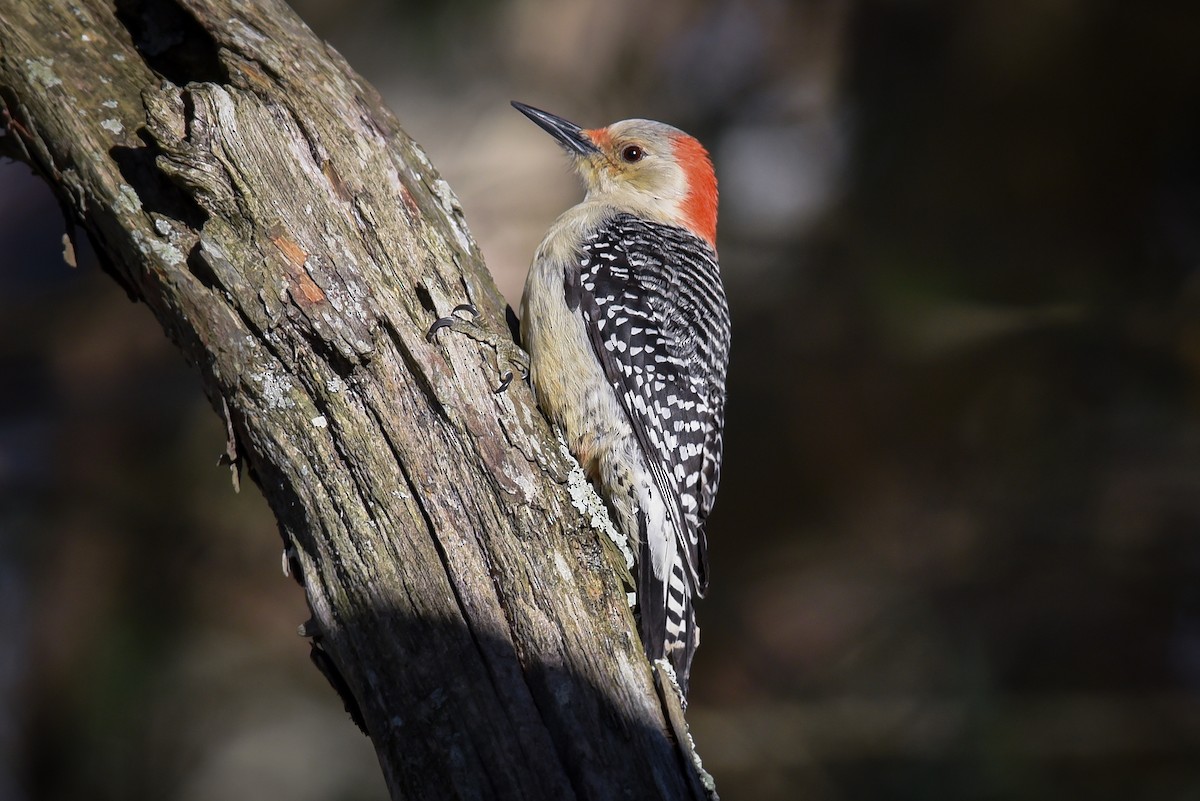 Red-bellied Woodpecker - ML51168831