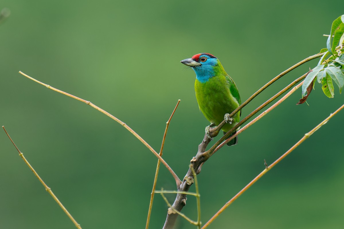 Blue-throated Barbet (Red-crowned) - ML511694871