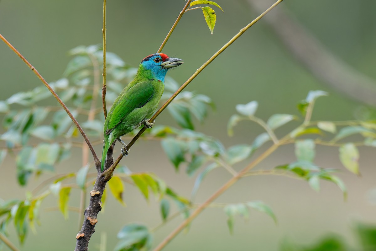 Blue-throated Barbet (Blue-crowned) - ML511694901