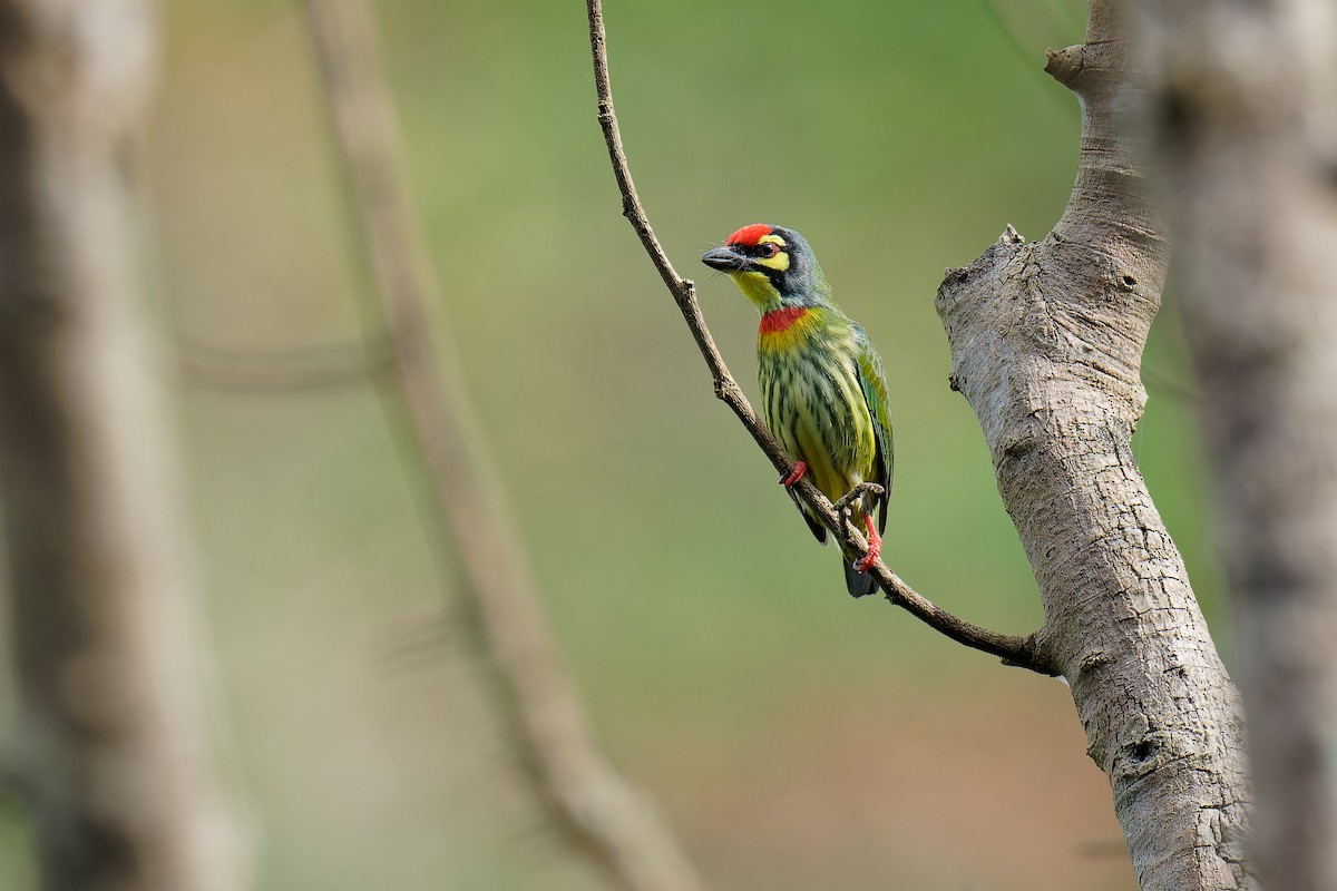 Coppersmith Barbet - Vincent Wang