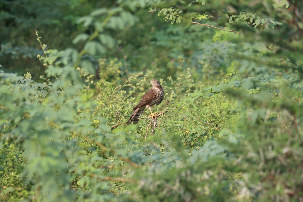 Eurasian Sparrowhawk - ML511698931