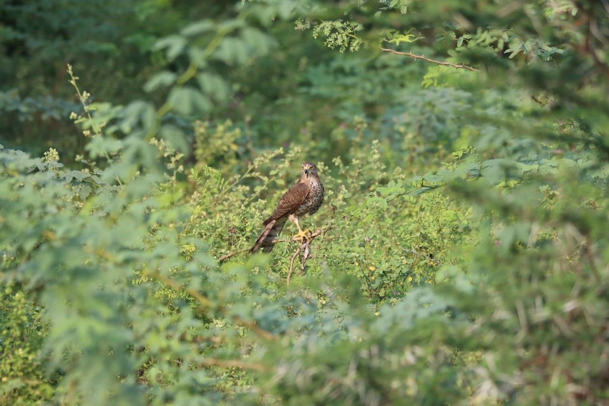 Eurasian Sparrowhawk - ML511698941