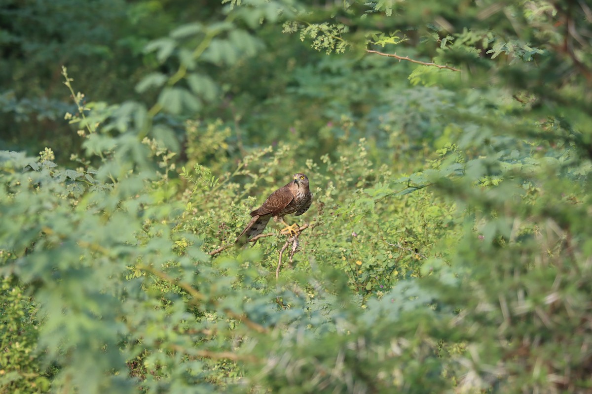 Eurasian Sparrowhawk - ML511698951