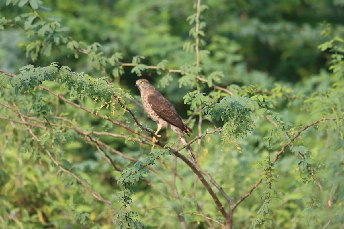 Eurasian Sparrowhawk - ML511698961