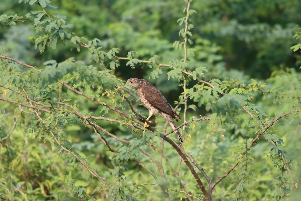 Eurasian Sparrowhawk - ML511698991