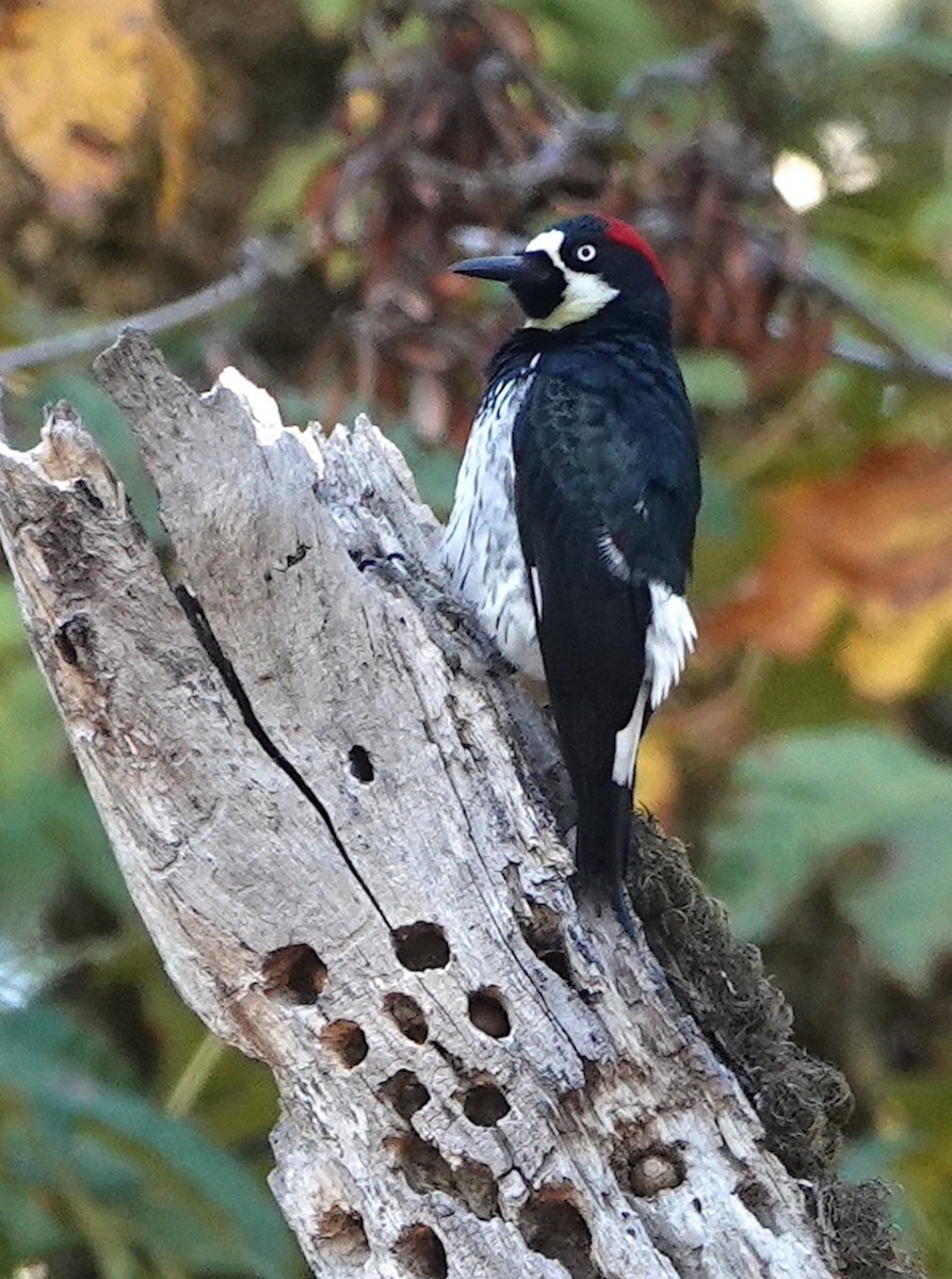 Acorn Woodpecker - ML511699081
