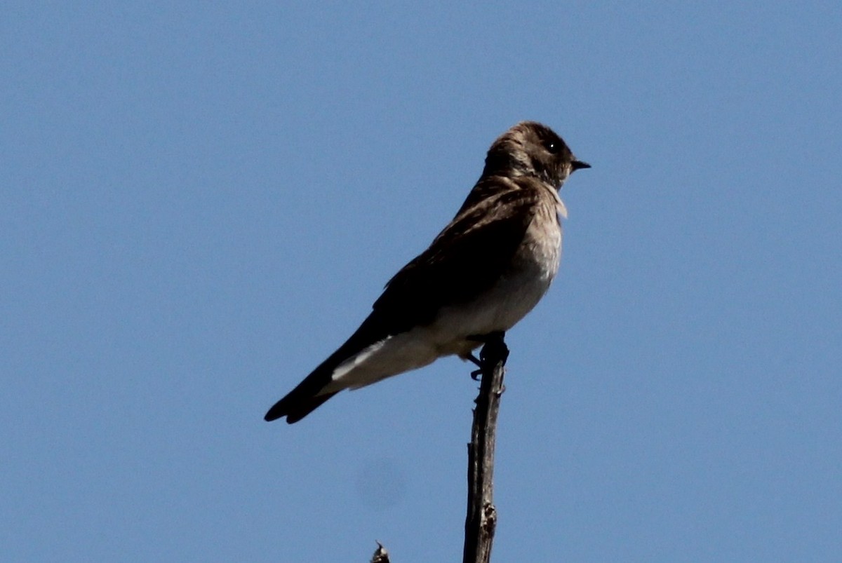 Northern Rough-winged Swallow - ML51170141