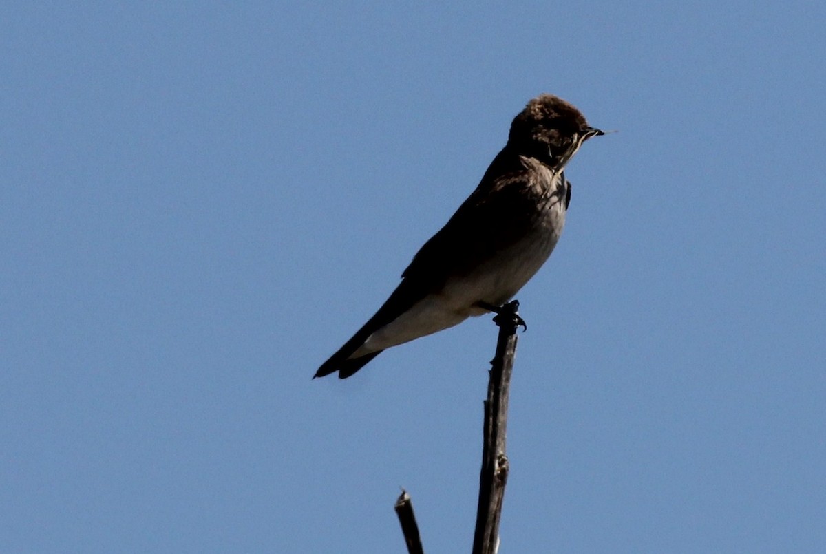 Northern Rough-winged Swallow - ML51170151