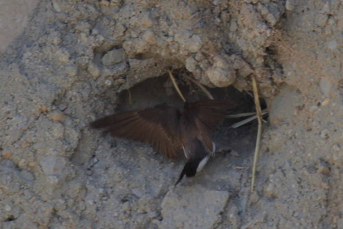 Northern Rough-winged Swallow - ML51170171