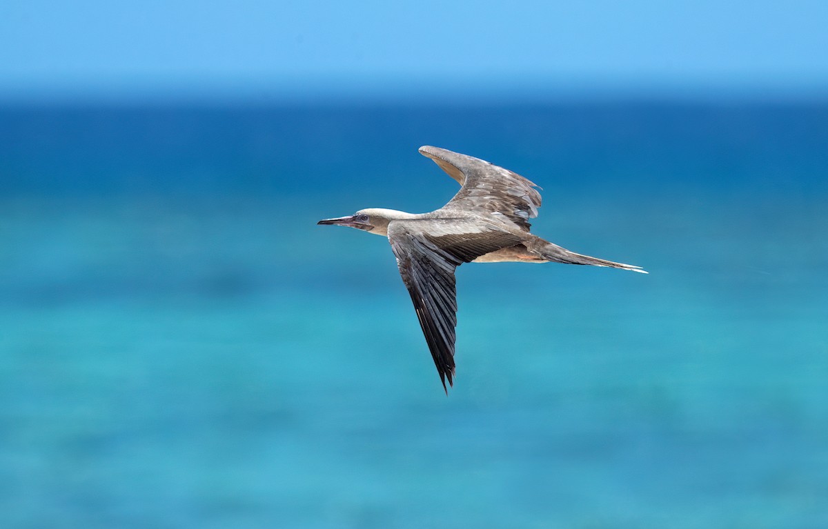 Red-footed Booby - David Irving