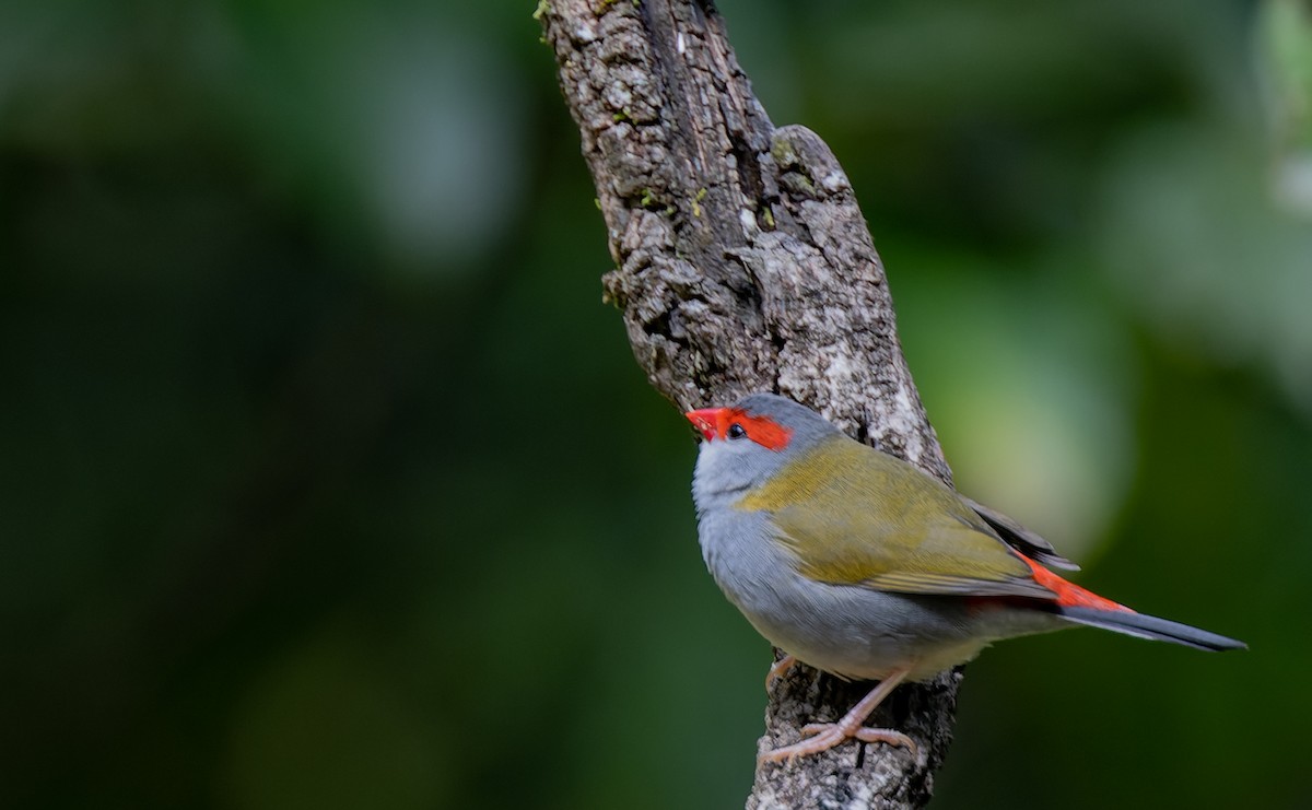 Red-browed Firetail - ML511705181