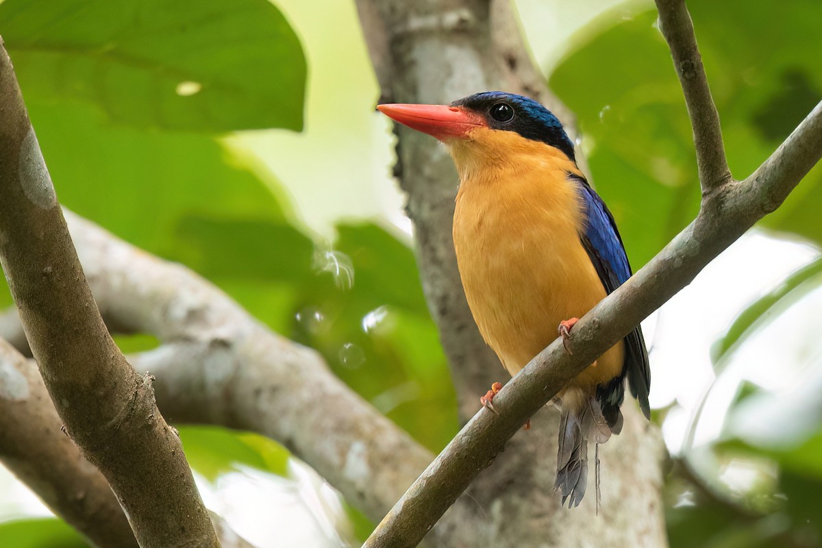 Buff-breasted Paradise-Kingfisher - ML511705681