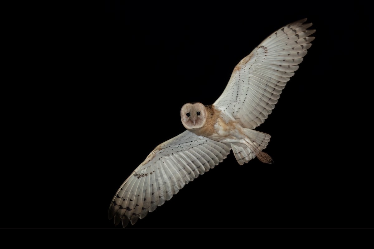 Australasian Grass-Owl - David Irving