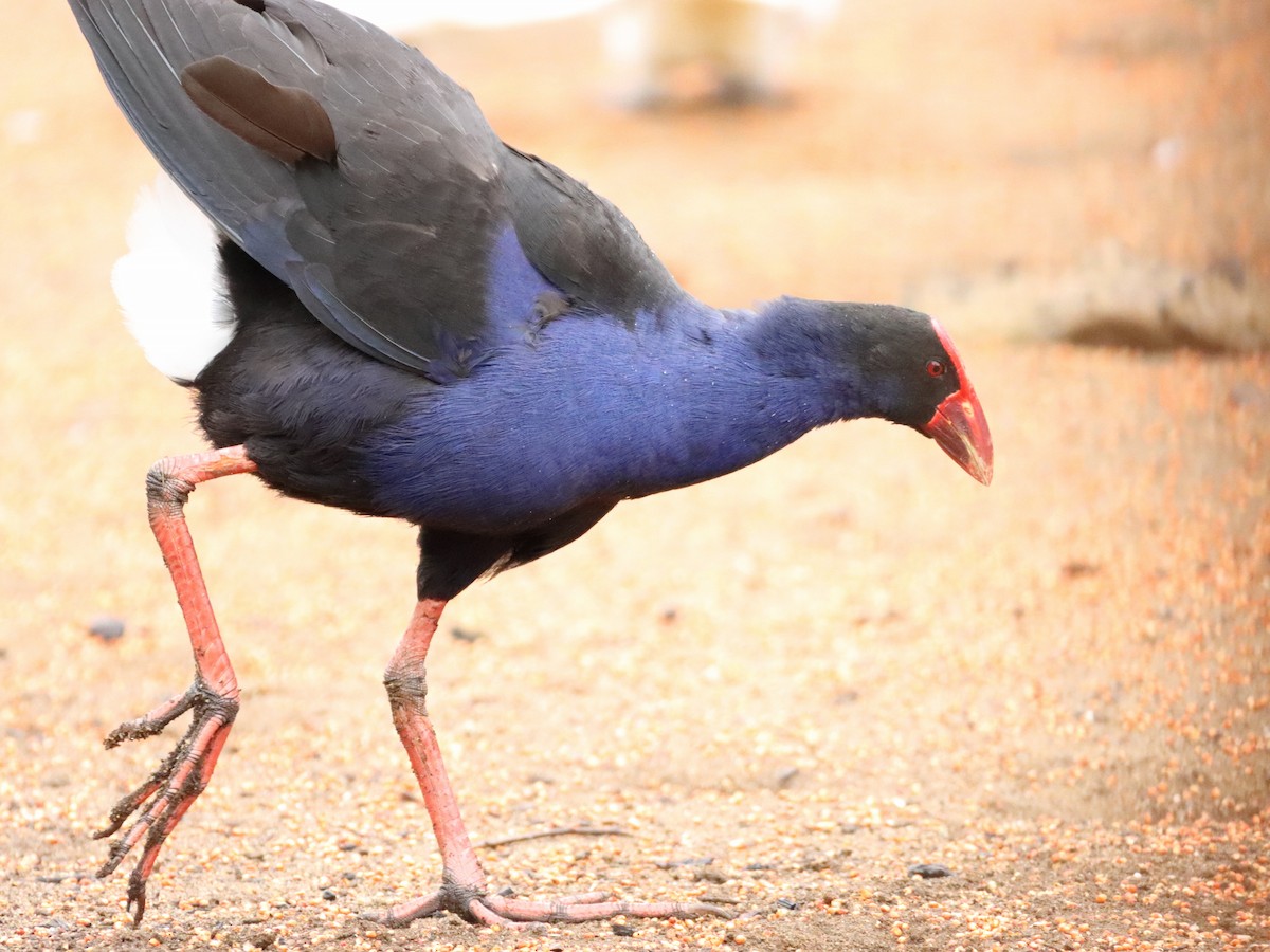 Australasian Swamphen - Rolo Rodsey