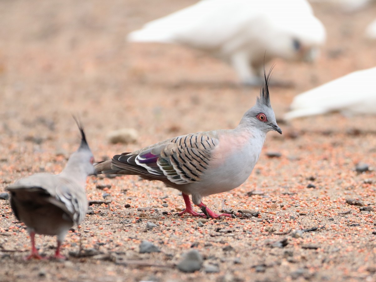 Crested Pigeon - ML511716461