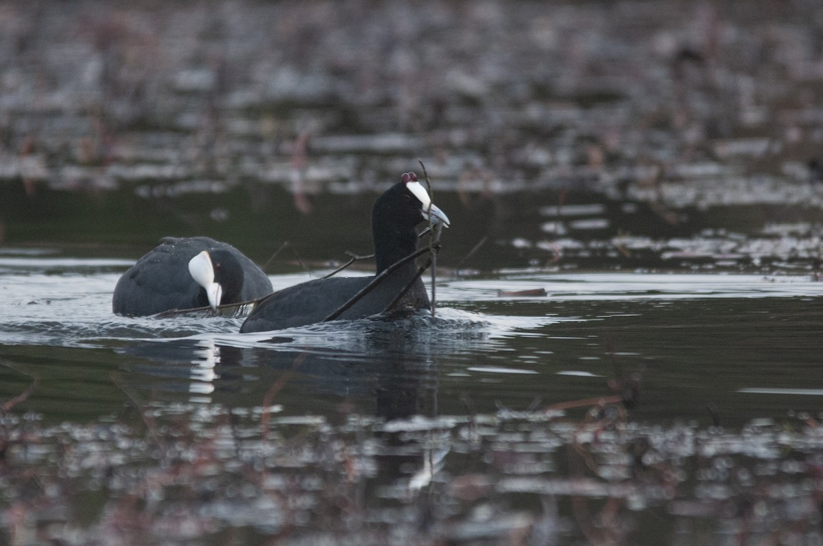 Red-knobbed Coot - ML511717271