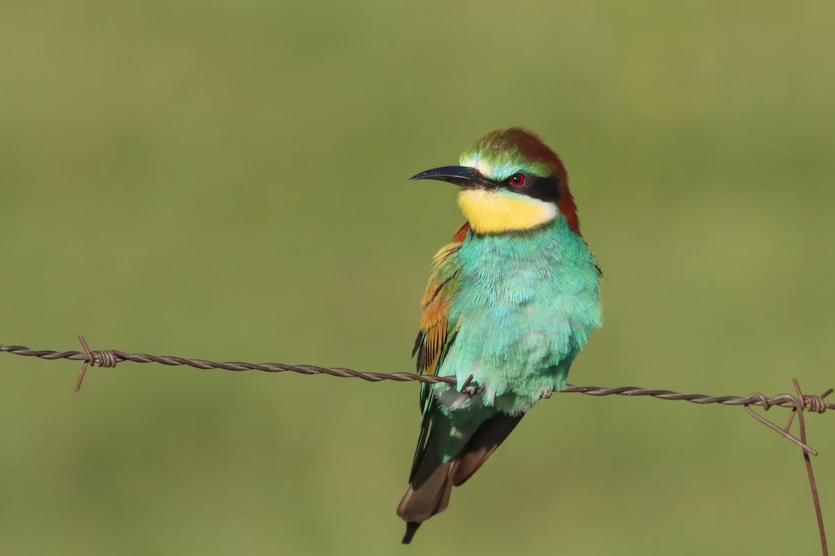 European Bee-eater - ML511718161