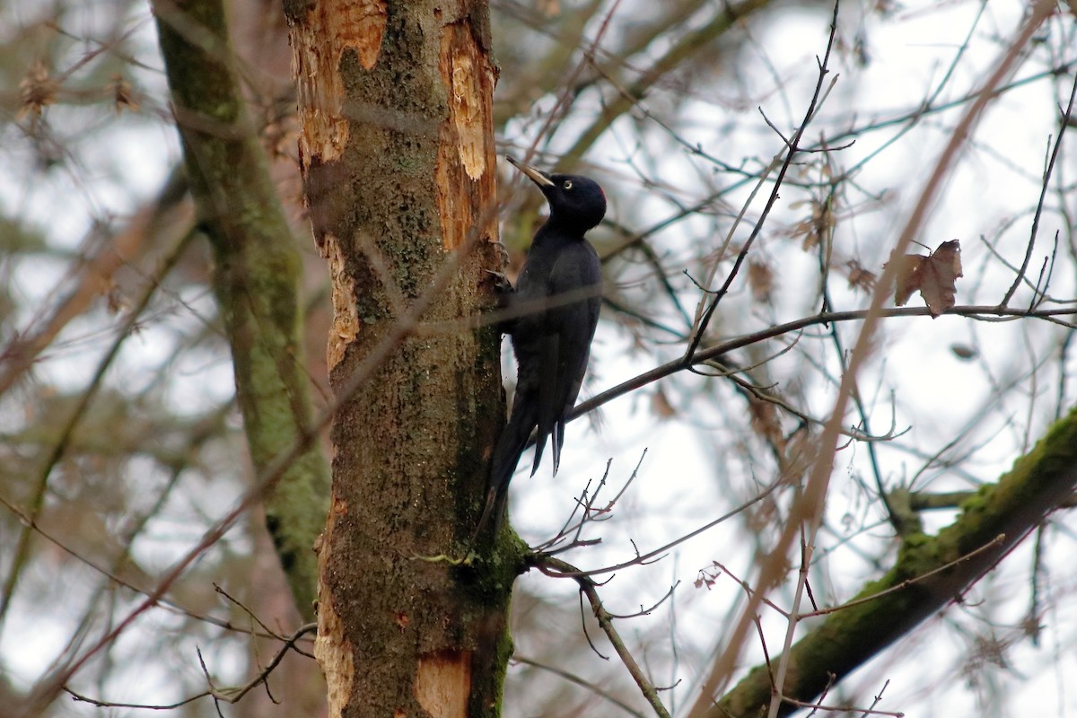 Black Woodpecker - Johana Drlíková
