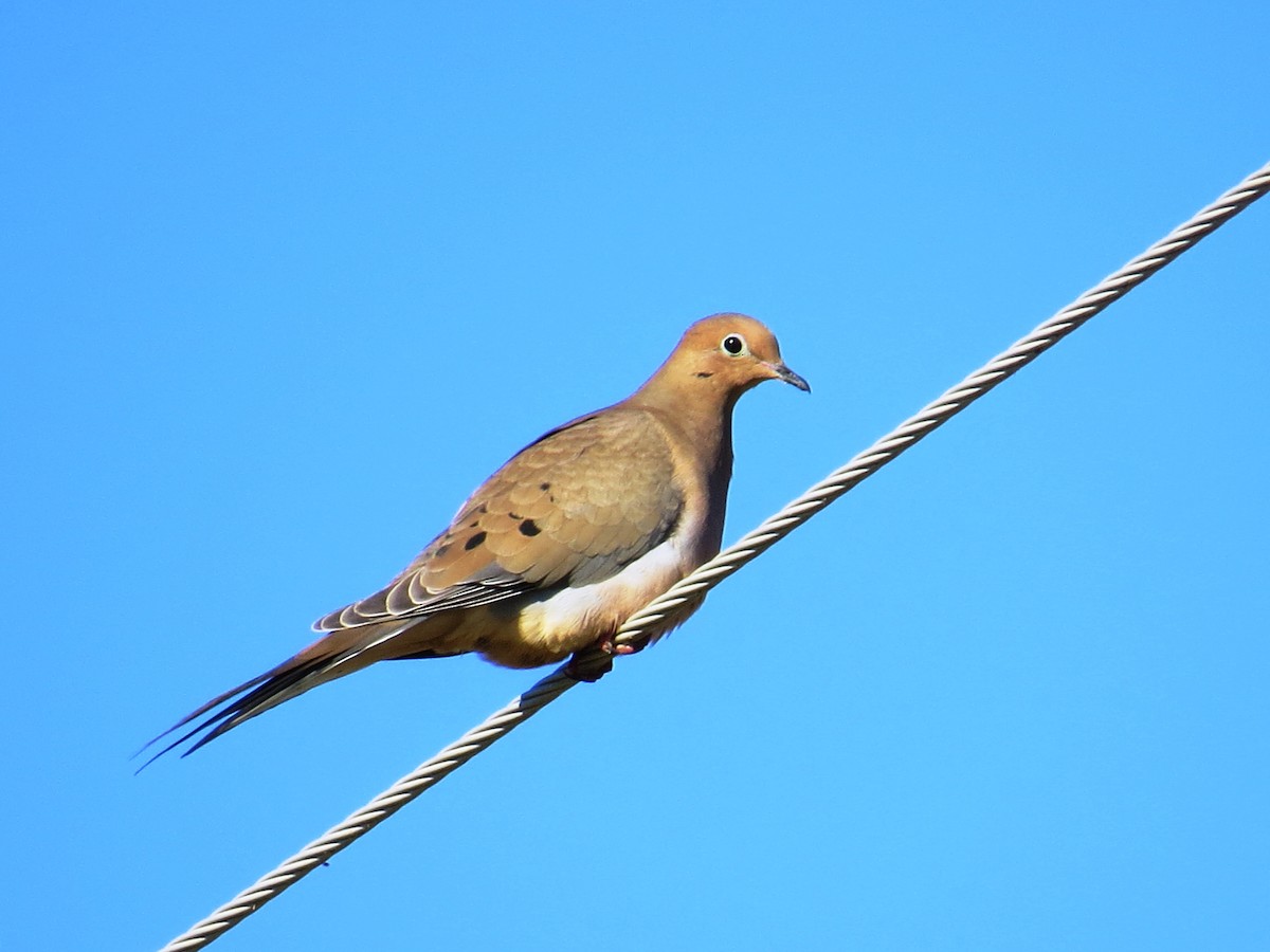 Mourning Dove - WS Barbour