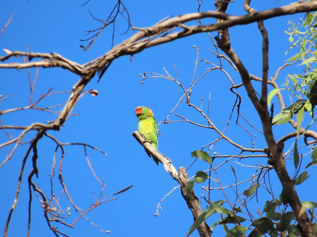 eBird Checklist - 10 Dec 2022 - Durikai State Forest--Dam - 16 species