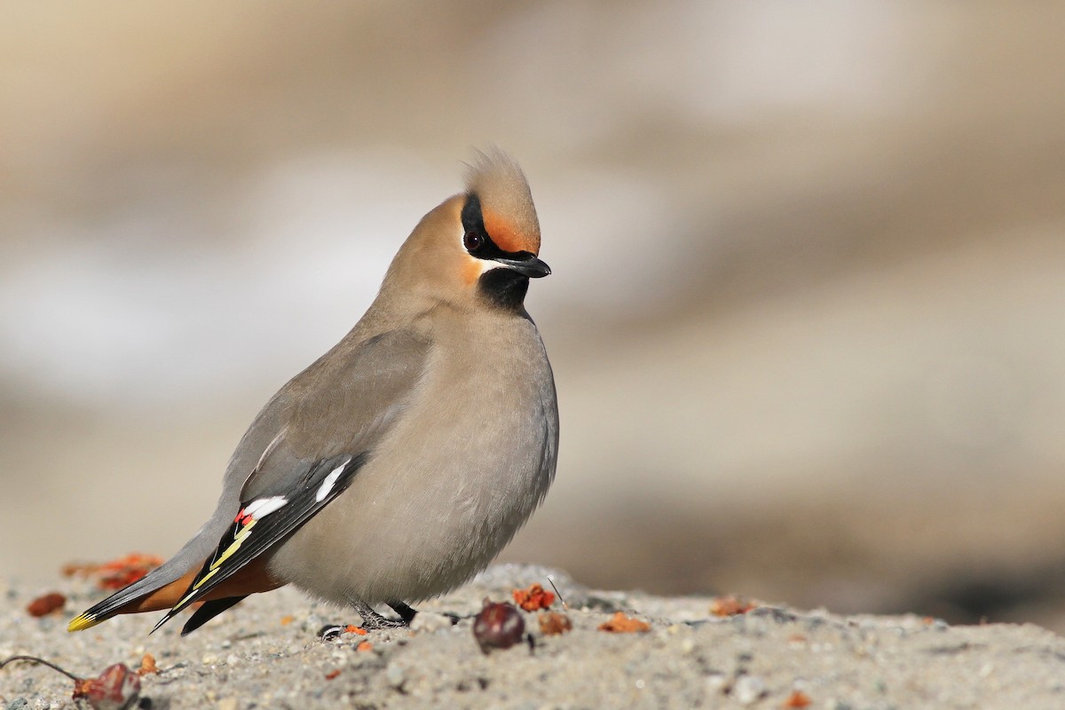 Bohemian Waxwing - Evan Lipton