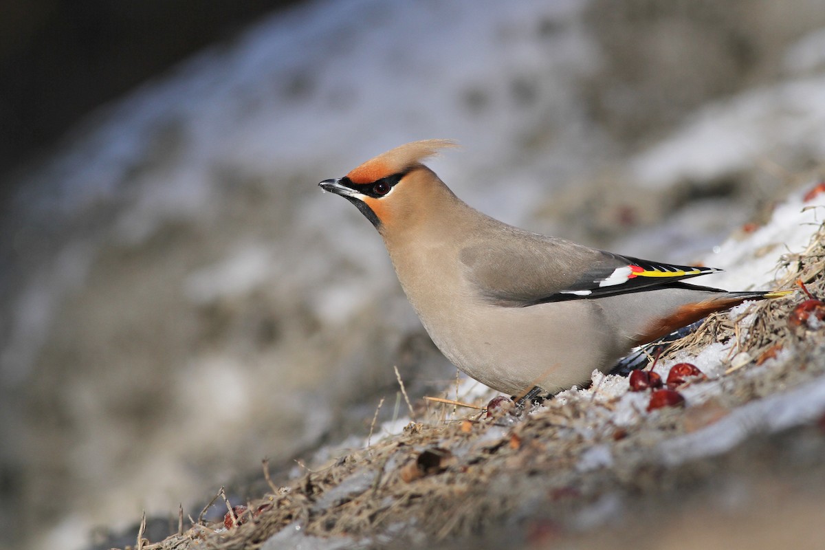 Bohemian Waxwing - ML51172781