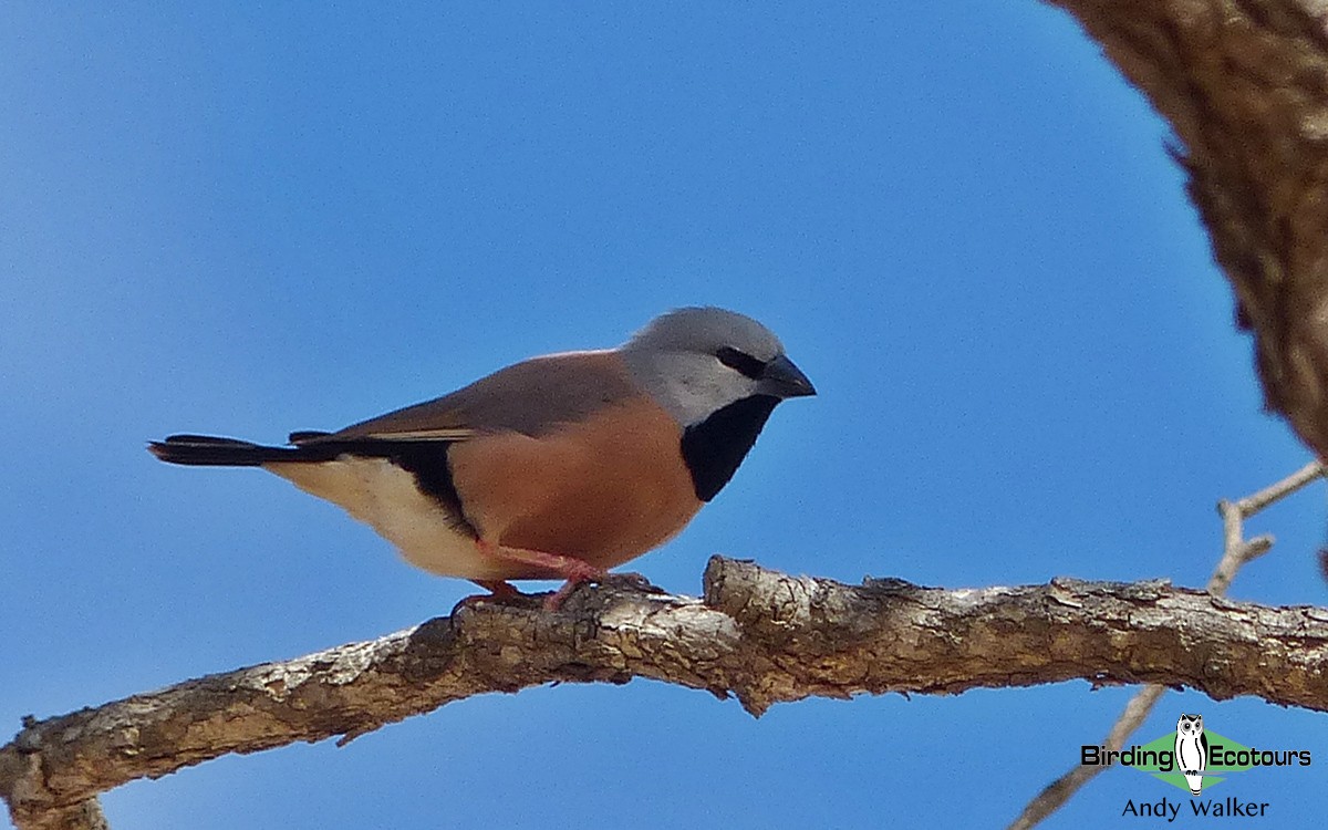 Black-throated Finch (Black-rumped) - Andy Walker - Birding Ecotours