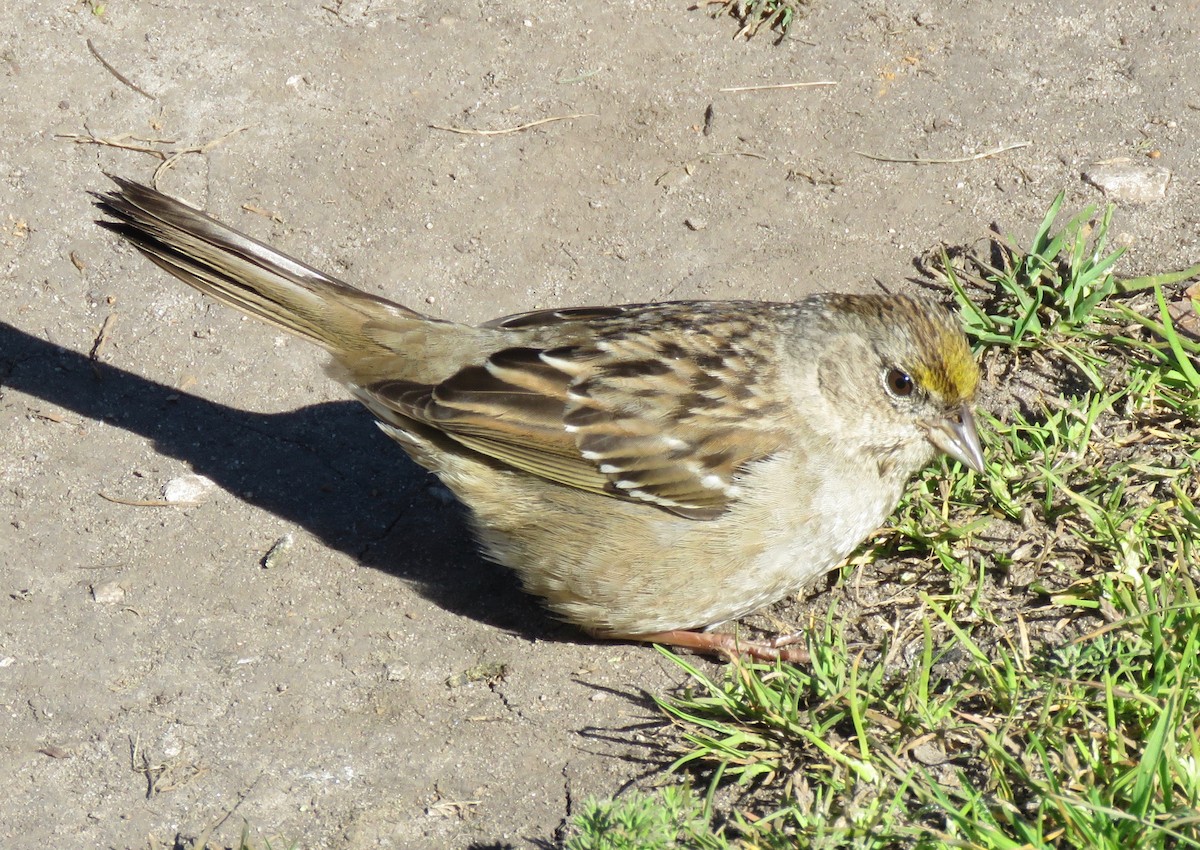 Golden-crowned Sparrow - Lois Goldfrank