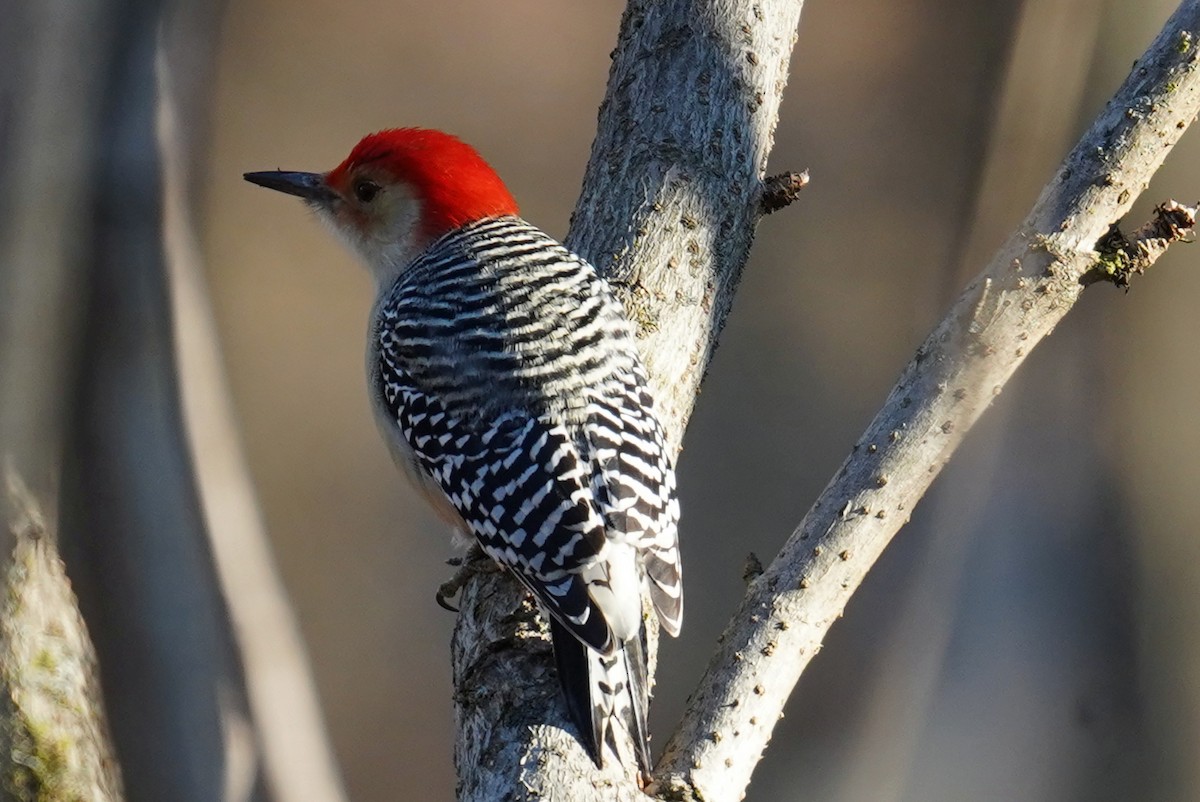 Red-bellied Woodpecker - ML511740621
