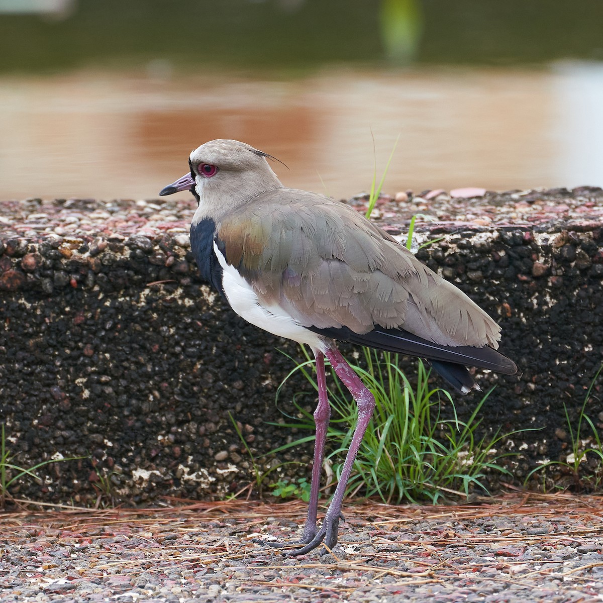Southern Lapwing - Andrew Haffenden