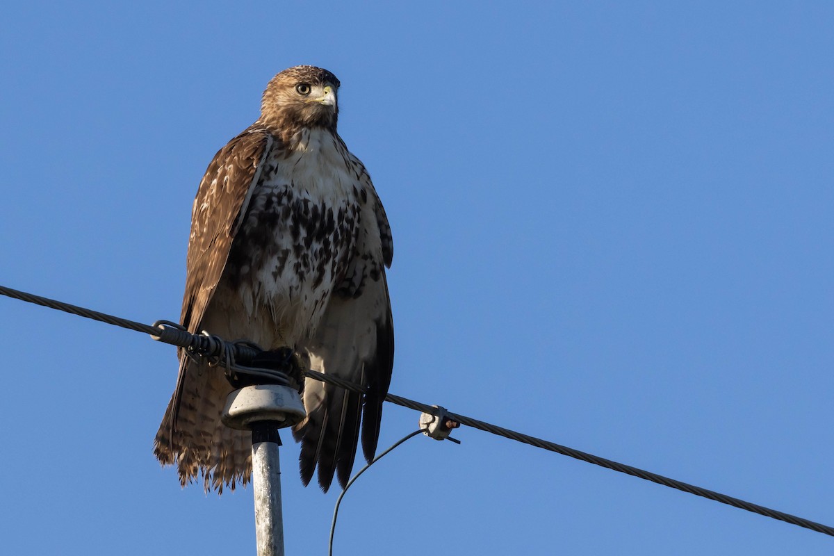 Red-tailed Hawk (umbrinus) - ML511754921