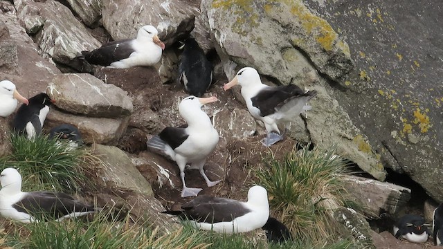 albatros černobrvý (ssp. melanophris) - ML511757751