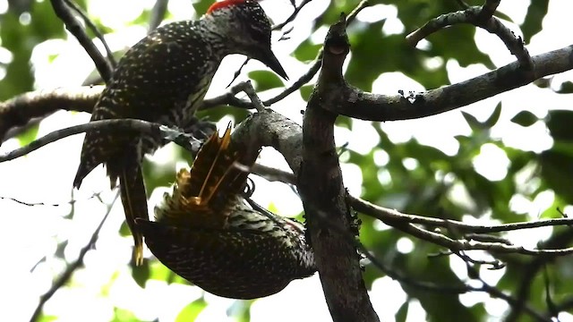 Golden-tailed Woodpecker - ML511759231