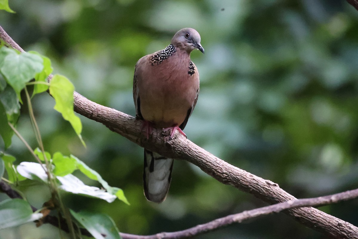 Spotted Dove - ML511763881