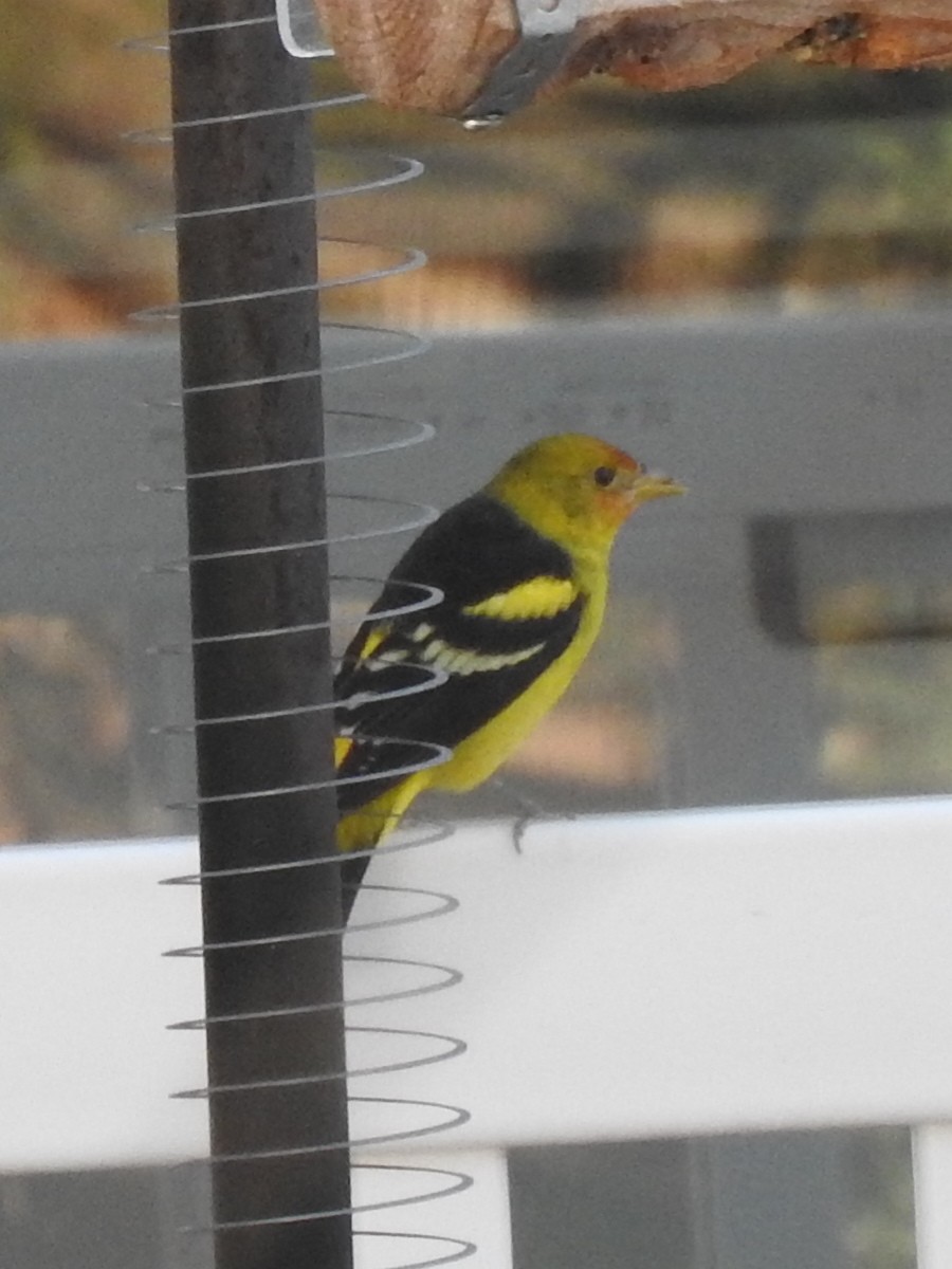 Western Tanager - ML511769951