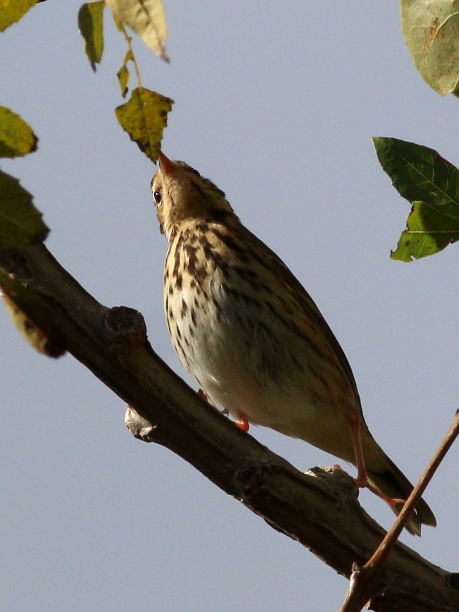 Olive-backed Pipit - ML511771181