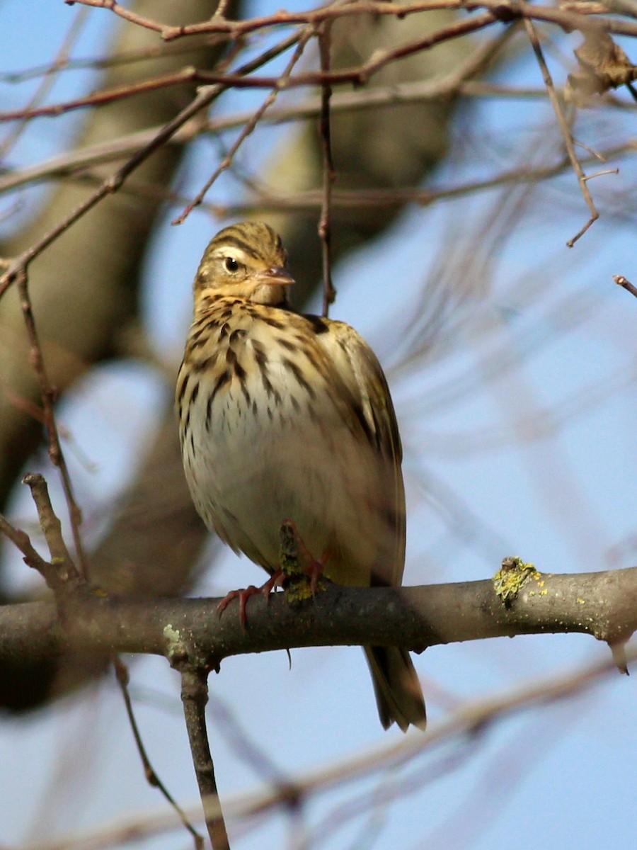 Olive-backed Pipit - ML511771191