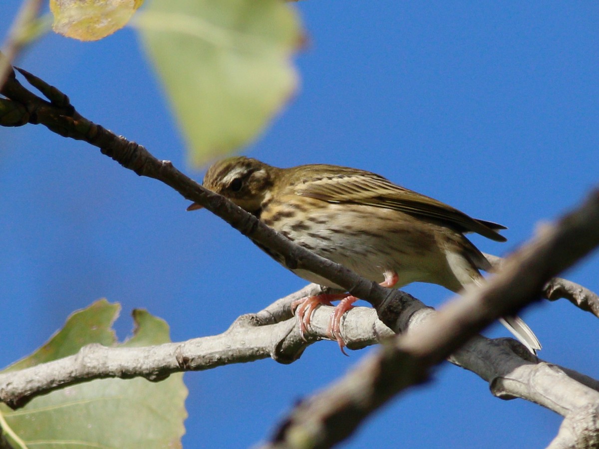 Olive-backed Pipit - ML511771201