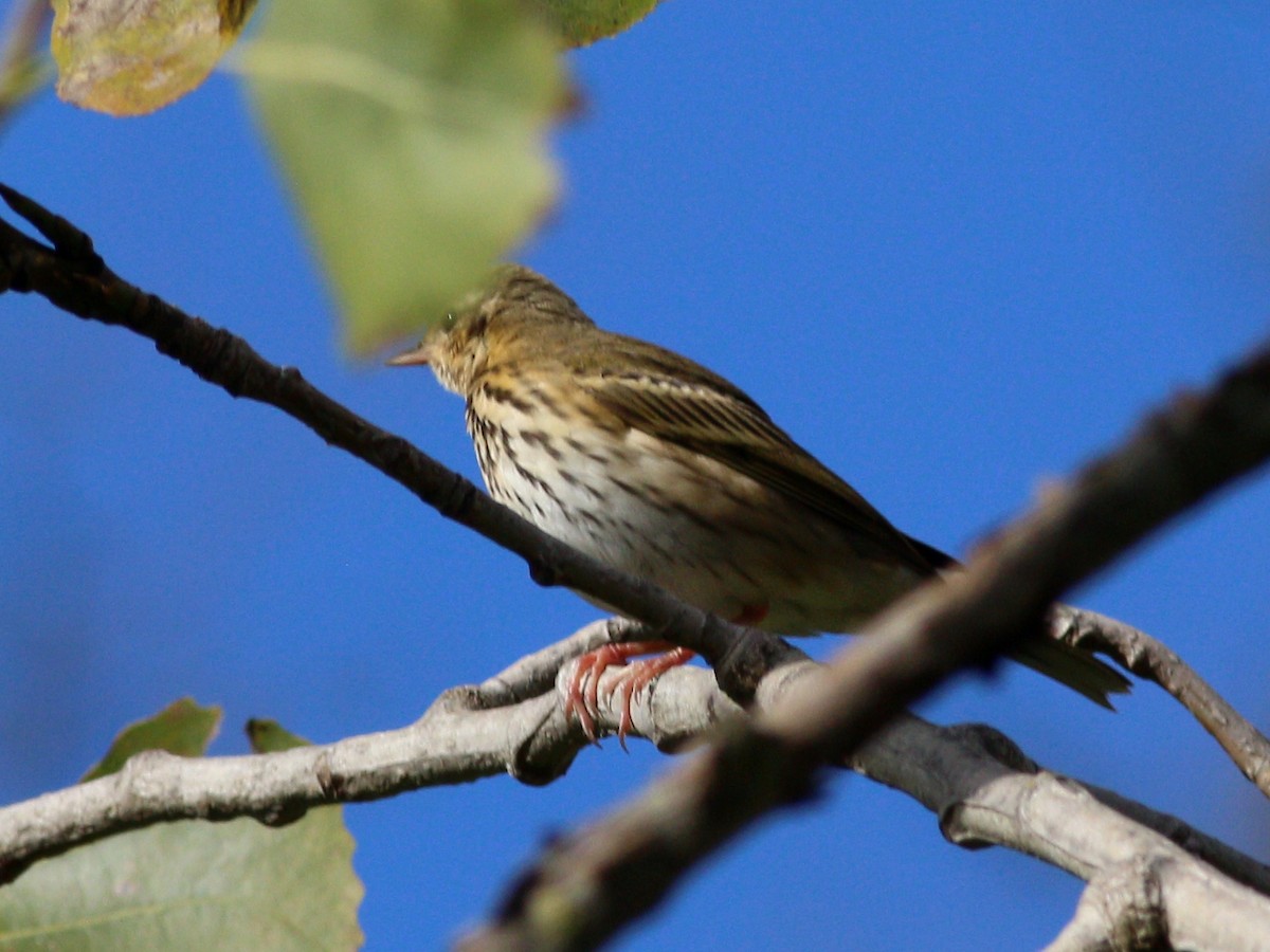 Olive-backed Pipit - ML511771211