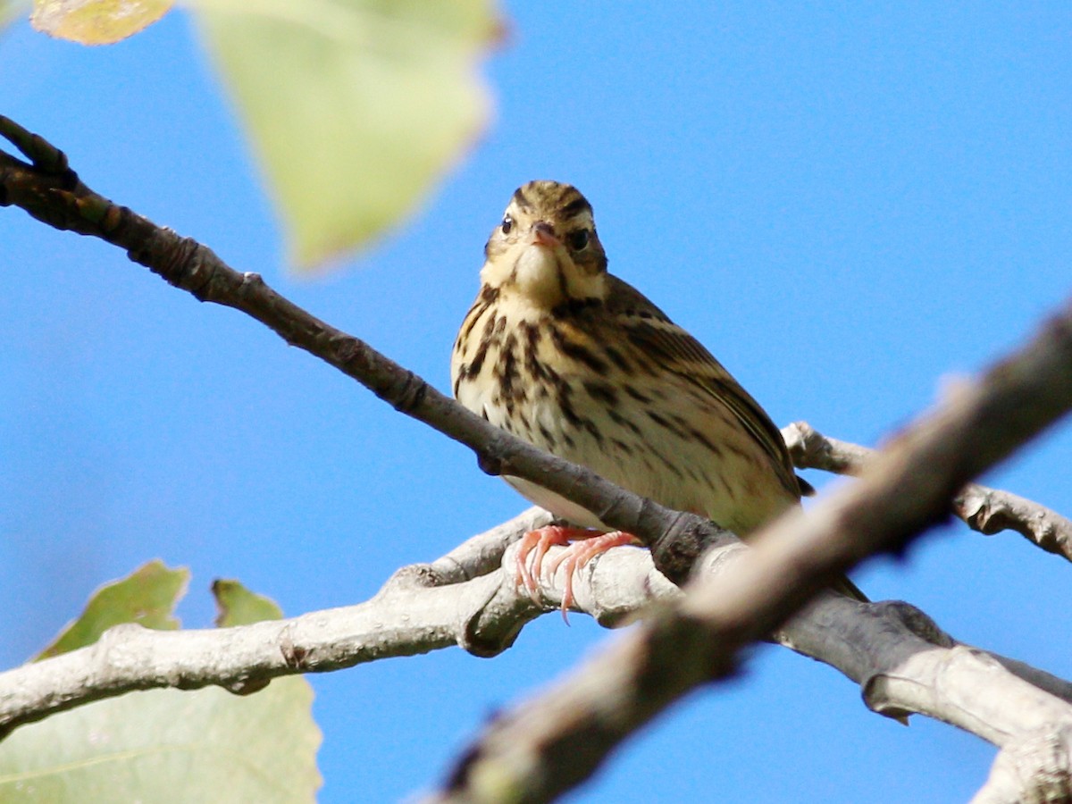 Olive-backed Pipit - ML511771221