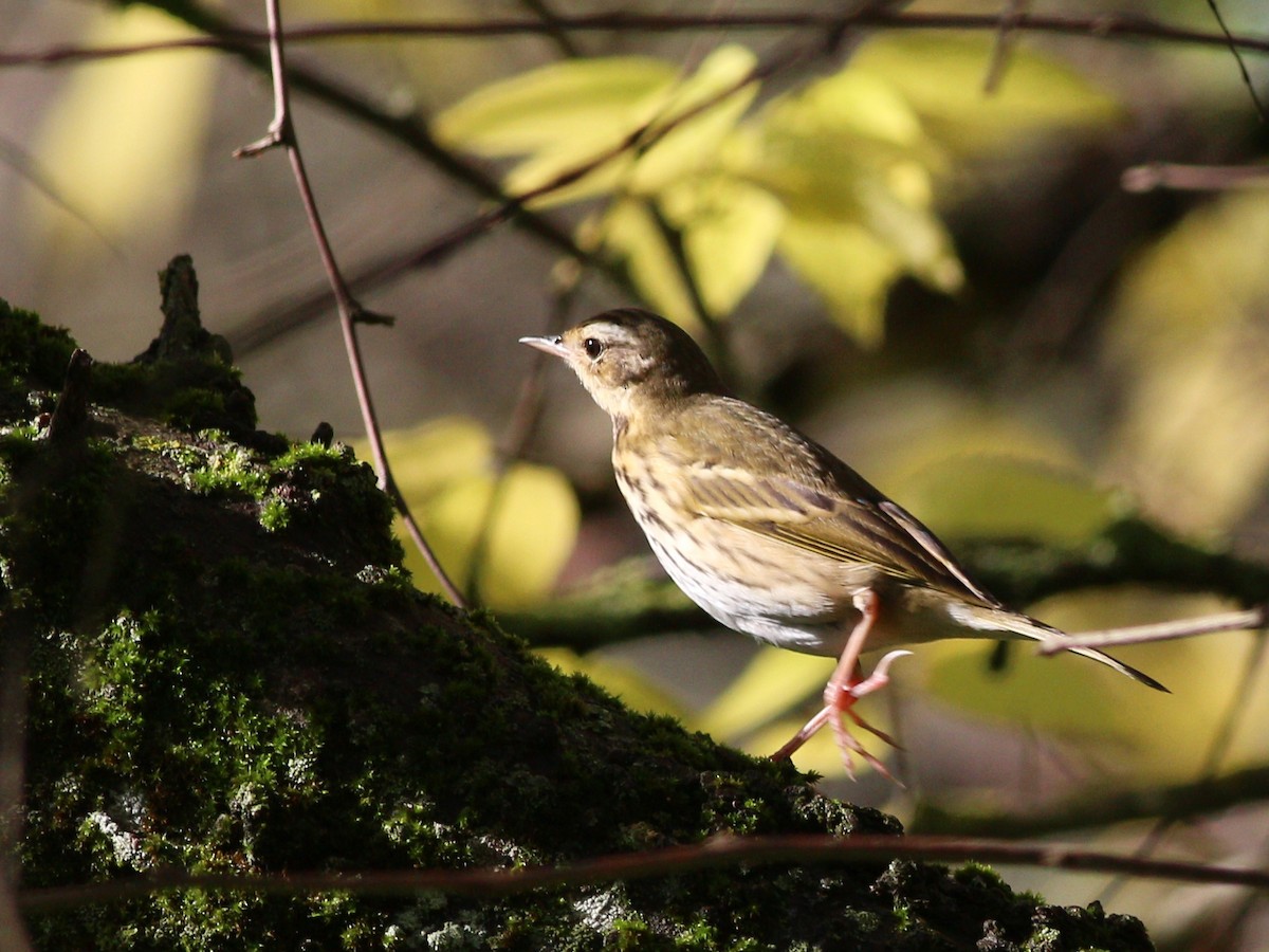 Olive-backed Pipit - ML511771241