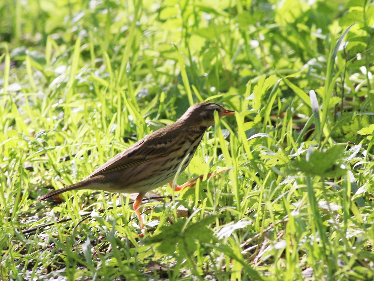 Olive-backed Pipit - ML511771261