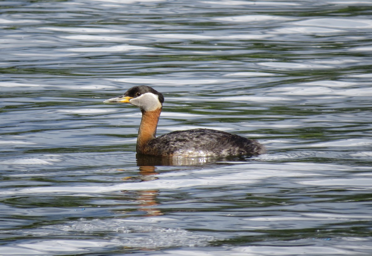 Red-necked Grebe - ML511772861