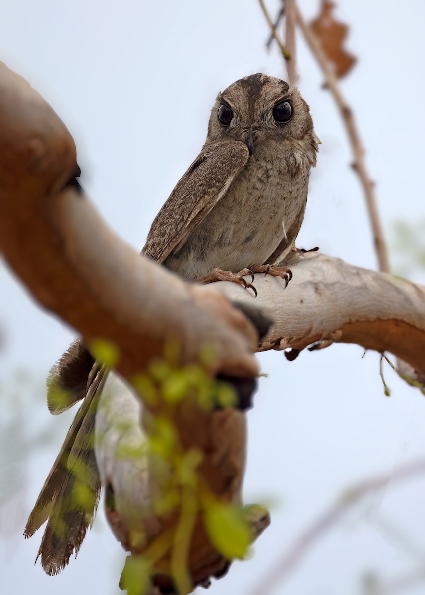 Australian Owlet-nightjar - ML511774901