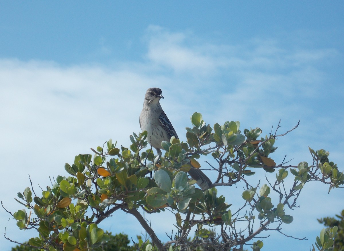 Bahama Mockingbird - ML51177621