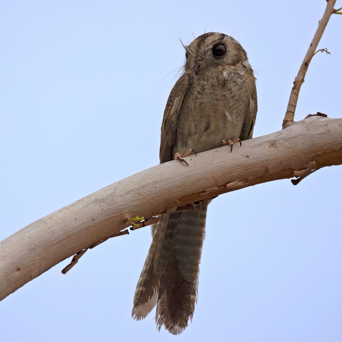 Australian Owlet-nightjar - ML511780551